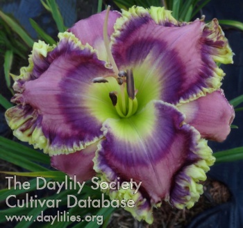 Daylily Social Network